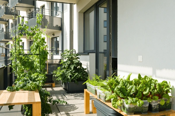 balcony garden.webp