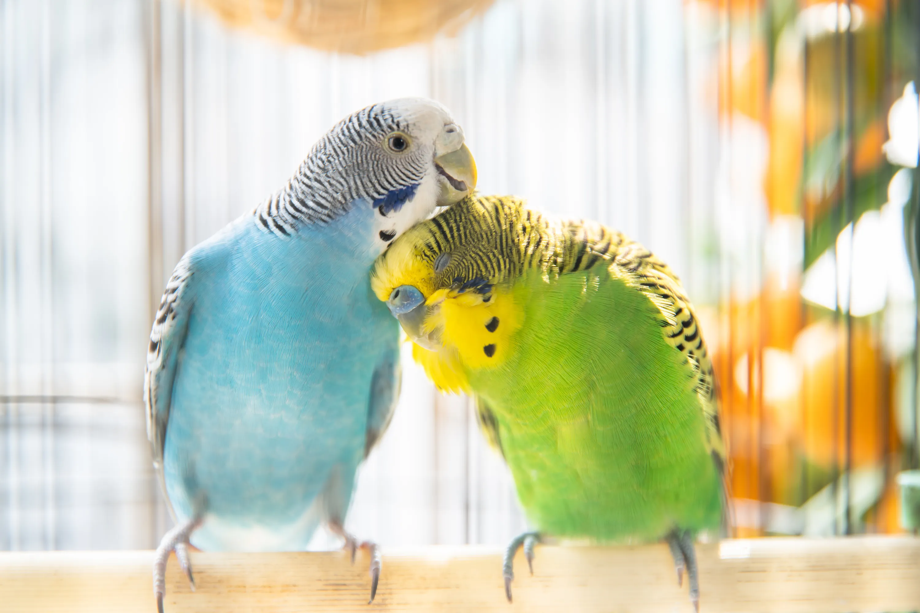 budgie-pair-perch.webp